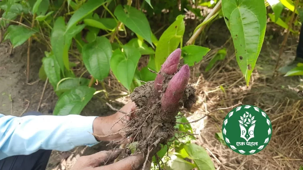Pink Yam Farming